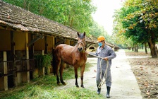 Trại ngựa cho huyết thanh cứu người
