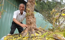 Cụ ông U.100 mang mai vàng gần nửa tỉ đồng ra chợ hoa xuân Cần Thơ