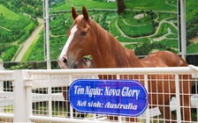 Hội hoa xuân TP.HCM trước giờ mở cửa: Linh vật, vườn ngựa, kiểng tiền tỉ đã sẵn sàng