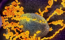 WHO kêu gọi Mỹ chia sẻ thông tin tình báo bí mật về nguồn gốc Covid-19