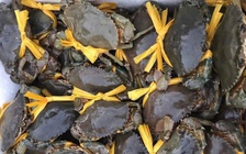 27 tết, cua Cà Mau sắp chạm mức 1,2 triệu đồng/kg