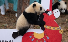 30 gấu trúc con Trung Quốc ra mắt công chúng dịp tết Nguyên đán