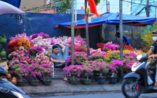 Nỗi niềm hoa tết ở TP.HCM: Không hét giá, mong về miền Tây kịp đêm giao thừa