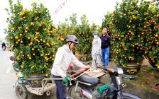 Nghề chở quất mai ở Đà Nẵng cận tết: Có ngày kiếm hơn 1 triệu đồng