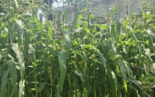 Độc đáo trào lưu chưng tết cây bắp: Vì sao hút khách?