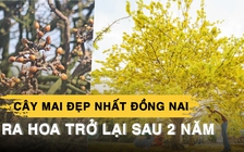 Cây mai đẹp nhất Đồng Nai ra hoa trở lại sau 2 năm ‘tiếc thương’ ông chủ
