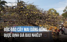 Mai 'dáng rồng' khách trả 600 triệu vẫn chưa chịu bán: Chủ nhân nói lý do thực sự
