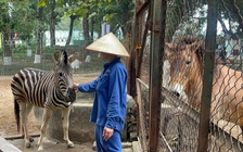 Chuyện ít biết về những chú ngựa biết 'nũng nịu' ở vườn thú Hà Nội
