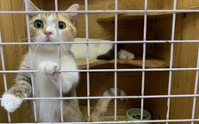 Dịch vụ chăm thú cưng 'từ A đến Z' thu hút khách dịp tết