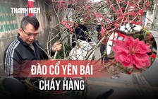 Đào cổ Yên Bái 'cháy hàng' giữa cao điểm chợ hoa Hà Nội
