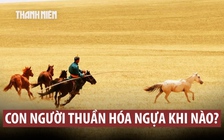 Ngựa về với người từ khi nào?