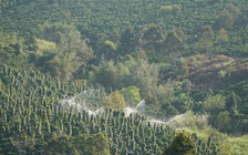 Nông dân Gia Lai hối hả tưới cà phê chạy tết trước mùa khô khắc nghiệt