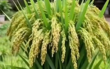 Vì sao nhiều người chưng chậu lúa dịp tết, có ý nghĩa gì?