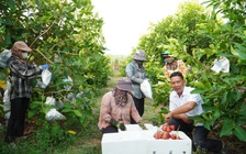 Vườn mận hồng Sân Tiên thu hoạch bán tết, giá ngất ngưởng vẫn đắt hàng