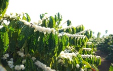 'Mùa hoa tuyết' ở Gia Lai