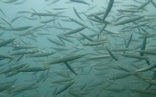 3 cụm đảo bảo tồn biển của Cà Mau: Khi ngư dân trở thành 'vệ tinh giữ biển'