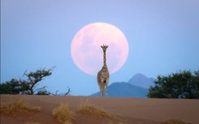 Ngắm những bức ảnh đẹp đến mức như do trí tuệ nhân tạo tạo ra