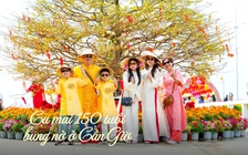 'Cụ mai' 150 tuổi bung nở ở Cần Giờ, du khách nô nức xin lộc đầu năm