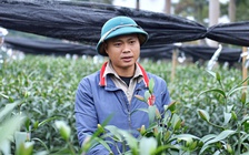 Mất ăn, mất ngủ vì hàng nghìn gốc hoa ly, hoa hồng bị phá hoại