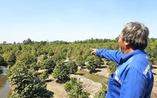 Thủ phủ mai vàng TP.HCM vắng bóng thương lái: Mai đã lặt lá vẫn nằm chờ