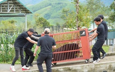 Vì sao đưa gấu ngựa Misa, nặng 120 kg về Vườn quốc gia Bạch Mã?