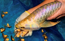 Nhiều người nghi ngộ độc sau khi ăn trứng cá rồng