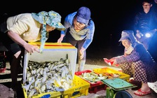 Xuyên đêm vươn khơi, ngư dân Quảng Ngãi trúng 'lộc biển'