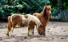 Hơn 110.000 người đổ về Thảo Cầm Viên Sài Gòn dịp tết: Có gì hấp dẫn?