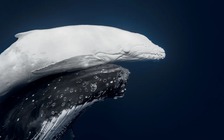 Ngắm cá voi bạch tạng cực hiếm trong giải thưởng ảnh thiên nhiên thế giới
