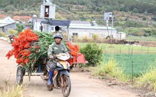 Lâm Đồng: Hoa lay ơn nở muộn, nông dân trắng tay