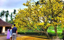 Rực rỡ cây mai trăm năm tuổi giữa làng cổ Lộc Yên