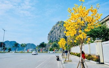 Hoa phong linh nhuộm vàng đường phố bên vịnh Hạ Long