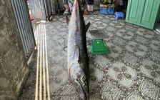 Câu được cá thu 63 kg, cần thủ Đà Nẵng giằng co hơn 1 giờ để đưa lên bờ