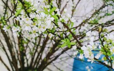 Tuyết mai nhìn như cành củi khô, vì sao chăm đúng cách lại nở trắng xóa dịp tết?