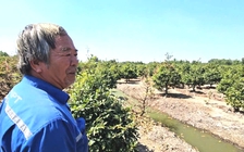 Làng mai vàng Bình Lợi lo lắng vì biển hạn chế tải trọng: Tìm giải pháp linh động