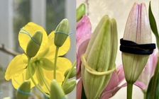 Ảnh ép hoa tết nở đúng ngày lan truyền mạng xã hội: Thật hay chỉ cho vui?