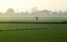 Nhìn từ trên cao: Cánh đồng Huế hồi sinh xanh mướt sau 4 trận lũ lịch sử