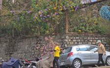 Công an mời người chặt hoa mai anh đào ở Đà Lạt làm việc