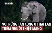 Voi rừng tấn công làm du khách thiệt mạng ở Thái Lan