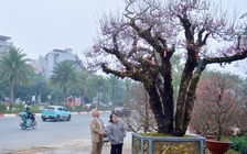 Đào cổ thụ từ Sa Pa xuống Hà Nội, chủ chỉ cho thuê giá 650 triệu