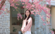 Trường ĐH Đà Lạt rực sắc mai anh đào, sinh viên, du khách thích thú chụp ảnh