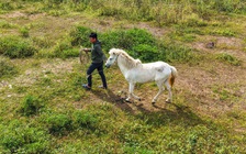 Dưới núi Thiên Mã, gia đình gần 20 năm nuôi đàn bạch mã nơi miền biển Quảng Ngãi