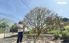 Cây mai vàng hơn 70 năm tuổi được 'hét giá' 3,5 tỉ đồng: Chủ khẳng định độc nhất vô nhị