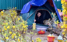 Đào, quất ế ẩm, tiểu thương đỏ mắt mong 'trời đừng mưa nữa'