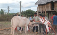 Vật thiêng của làng: Thần ngà voi của người Rơ Mâm