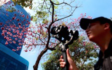 Hoa kèn hồng nở rộ giữa trung tâm TP.HCM, nhuộm hồng đường Hàm Nghi