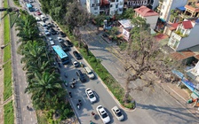 Nhiều cây xà cừ cổ thụ trên đường Láng trụi lá bất thường