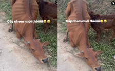 Clip con bò quỳ xuống khi bị dắt đi: Cái kết khiến nhiều người bất ngờ
