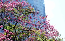 Người dân TP.HCM nên đi bầu cử sớm để tránh nắng nóng