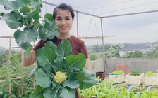 Khu vườn 'mùa nào thức ấy' xanh mướt trên sân thượng